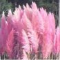 500 Seeds Pampas Grass Rare Flower Bonsai for Home Garden Planting Selloana Garden