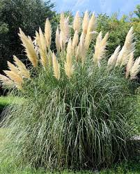 500 Seeds Pampas Grass Seeds - Light Yellow Green Red Colors