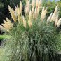 500 Seeds Pampas Grass Seeds - Light Yellow Green Red Colors