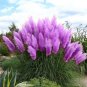 300 Seeds Pampas Grass Seeds Purplish Red Ornamental Plants
