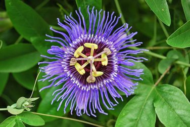 20 Seeds Passion Flower,Passiflora Incarnata Certified Pure Live