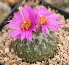 10 Seeds Pelecyphora Pseudopectinata