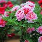 10 Seeds Peony Flower Bonsai