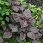 1000 Seeds Perilla