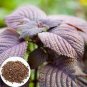 1000 Seeds Perilla