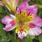 100 Seeds Peruvian Lily Alstroemeria Water Pink Flowers with Brown Stripes