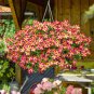 200 Seeds Petunia 'Amore Queen of Hearts'