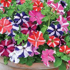 100 Seeds Petunia Bonsai