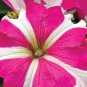 300 Seeds Petunia Seeds Rose Pink Big Flowers with White Spots