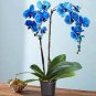 100 Seeds Phalaenopsis Orchid, Phalaenopsis Plants