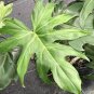 200 Seeds Philodendron Tree Blue Hybrid F1
