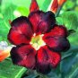 4 Seeds Pink Black White Desert Rose