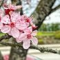 10 Seeds Pink Bonsai Sakura Seeds Garden Sakura Japanese Cherry Blooms Flower