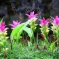 200 Seeds Pink Curcuma Bonsia Flower