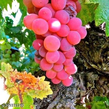 100 Seeds Pink Hongti Grape Organic