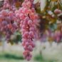 100 Seeds Pink Hongti Grape Organic