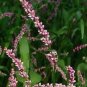 100 Seeds Pink Knotweed Polygonum Wetland Flower Herb