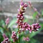 100 Seeds Pink Knotweed Polygonum Wetland Flower Herb