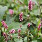 100 Seeds Pink Knotweed Polygonum Wetland Flower Herb