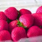 300 Seeds Pink Strawberry Hybrid Giant Juicy Potted Fruit