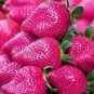 300 Seeds Pink Strawberry Hybrid Giant Juicy Potted Fruit