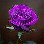 50 Seeds Pinkish Purple Rose Tree Flower Seeds Perennial Plants
