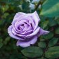 50 Seeds Pinkish Purple Rose Tree Flower Seeds Perennial Plants