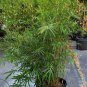 30 Seeds Plant Bambusa Multiplex for Qin Si Bamboo