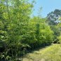 30 Seeds Plant Bambusa Multiplex for Qin Si Bamboo