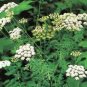 200 Seeds Plant Saposhnikoviae Radix Grow Bei Fang Feng