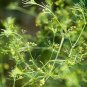 200 Seeds Plant Saposhnikoviae Radix Grow Bei Fang Feng