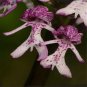 100 Seeds Pleione Bonsai Rare Orchid Bonsai Popular Perennial Garden Gorgeous Flower