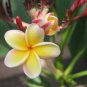 100 Seeds Plumeria Goldenish Yellow and Red Flowers