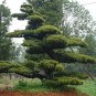 20 Seeds Potted Pine Tree Pinus Thunbergii Podocarpus macrophyllus