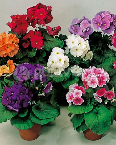 100 Seeds Primrose Primula Mixed Pink Purple White Flowers