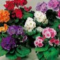 100 Seeds Primrose Primula Mixed Pink Purple White Flowers