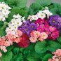 100 Seeds Primrose Primula Mixed Pink Purple White Flowers
