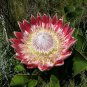 200 Seeds Protea Cynaroides