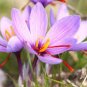 5 Seeds Purple Crocus sativus L. Bulbs Heirloom Saffron Crocus Plant