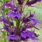 500 Seeds Purple Flower Lobelia vedrariensis Bonsai