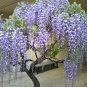 5 Seeds Purple Wisteria Bonsai Tree
