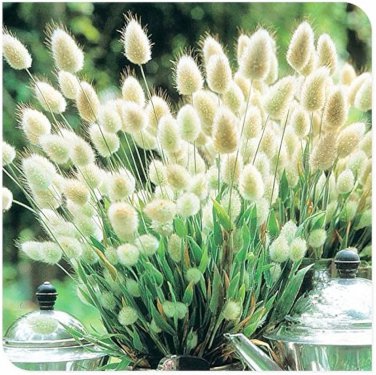 300 Seeds Rabbit Tails Grass Bonsai Colorful Fescue Bonsai Ornamental Grasses Bonsai