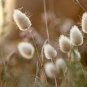 300 Seeds Rabbit Tails Grass Bonsai Colorful Fescue Bonsai Ornamental Grasses Bonsai