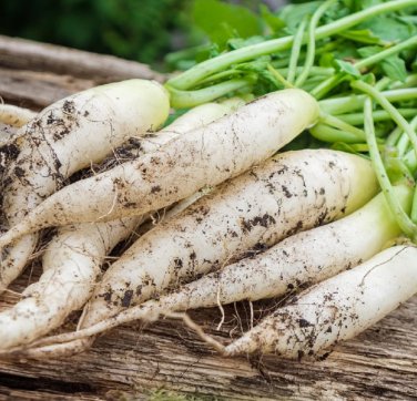 900 Seeds Radish Seeds White Icicle Radish Non GMO Garden Vegetable