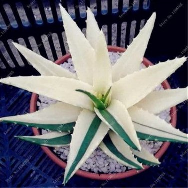 200 Seeds Rainbow Aloe Bonsai Mixed Excellent Succulent Plants Aloe Vera Plants Succulentas