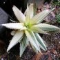200 Seeds Rainbow Aloe Bonsai Mixed Excellent Succulent Plants Aloe Vera Plants Succulentas
