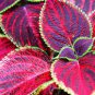 100 Seeds Rainbow Coleus