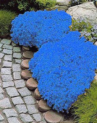 200 Seedsd Rainbow Creeping Thyme Plants Blue Rock CRESS Plants - Perennial Ground Cover Flower