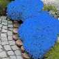 200 Seedsd Rainbow Creeping Thyme Plants Blue Rock CRESS Plants - Perennial Ground Cover Flower