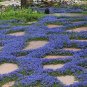 200 Seedsd Rainbow Creeping Thyme Plants Blue Rock CRESS Plants - Perennial Ground Cover Flower